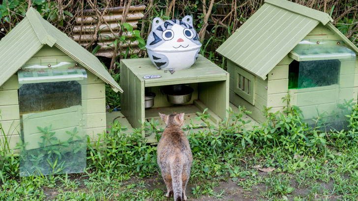 台湾の猫村の猫