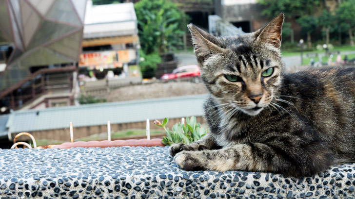台湾の猫村の猫